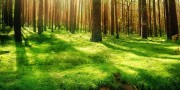 MMA的“地面捶击”：优势位置的终结方式